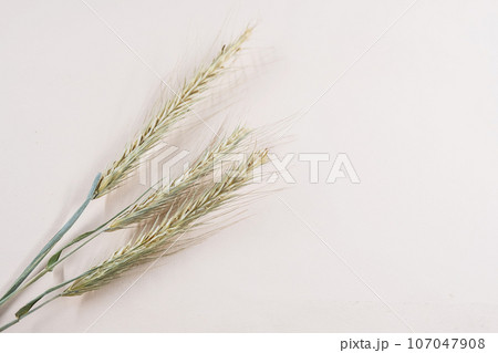 Dried barley spikelets on pink. Dried barley spikelets on pink. 107047908