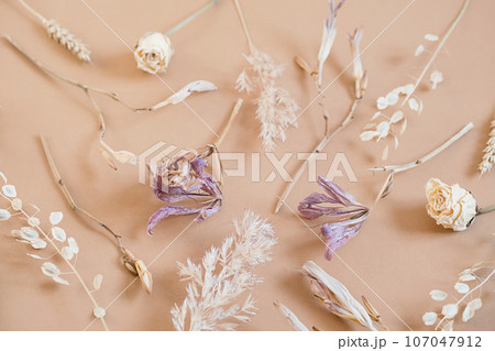Dried flowery plants arrangement. Autumnal monochrome floral set. Dried flowery plants arrangement. Autumnal monochrome floral set. 107047912