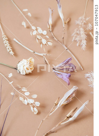Dried flowery plants arrangement. Autumnal monochrome floral set. Dried flowery plants arrangement. Autumnal monochrome floral set. 107047913