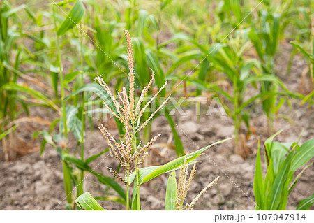 Young corn plants are grown in plantation field. Young corn plants are grown in plantation field. 107047914