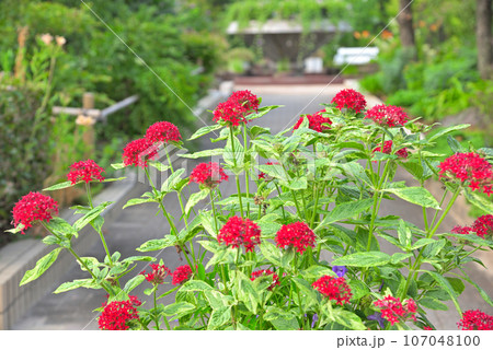 赤いペンタスの花 107048100