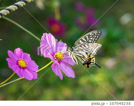 コスモス畑にアゲハチョウ 107048238