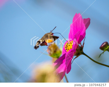 コスモスとホウジャク コスモスとホウジャク 107048257