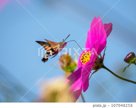 コスモスとホウジャク 107048258