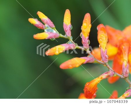 雨に濡れた花 ヒメヒオウギズイセン 雨に濡れた花 ヒメヒオウギズイセン 107048339
