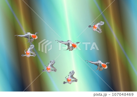 涼しい金魚で！！ 107048469