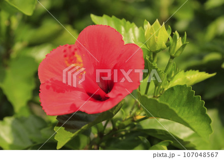 赤いハイビスカスの花 107048567