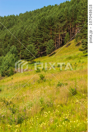 Meadow with wildflowers in the mountains in summer. Nature of Eastern Siberia, Russia. Vertical photo. Beautiful summer landscape with green meadow and coniferous forest Meadow with wildflowers in the mountains in summer. Nature of Eastern Siberia, Russia. Vertical photo. Beautiful summer landscape with green meadow and coniferous forest 107048618
