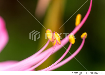 彼岸花の花粉 彼岸花の花粉 107048799