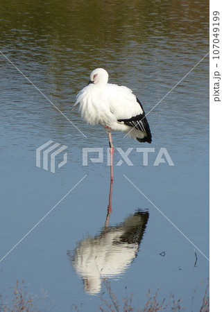 コウノトリの休息 107049199