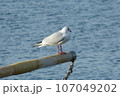 漁港のユリカモメ 107049202
