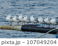 ユリカモメの一隊 107049204