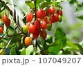 茱萸の実り 107049207