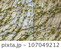 壁面の蔦 107049212