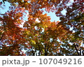 紅葉の天蓋 107049216