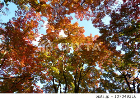 紅葉の天蓋 107049216