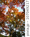 紅葉の天蓋 107049217