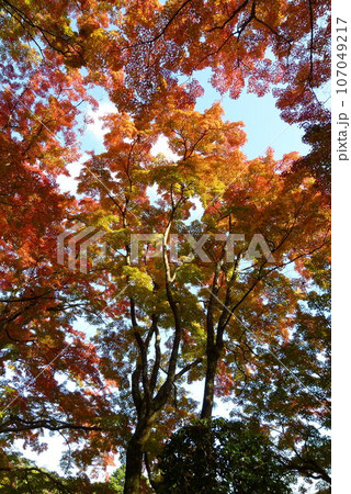紅葉の天蓋 107049217