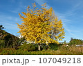 イチョウの落葉 107049218