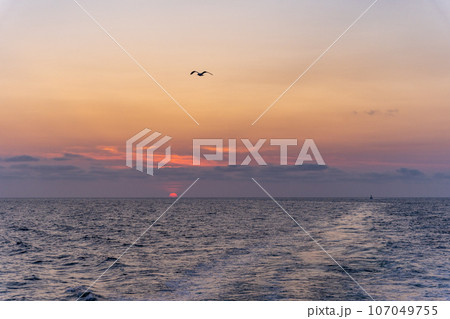 船から見る夕景 日没 ウミネコ 船から見る夕景 日没 ウミネコ 107049755