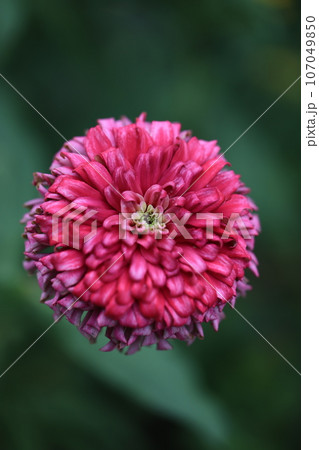 ジニア　0005 107049850