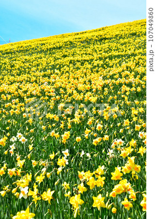 びわ湖バレイ 蓬莱山山頂に群生する見事なスイセン 107049860