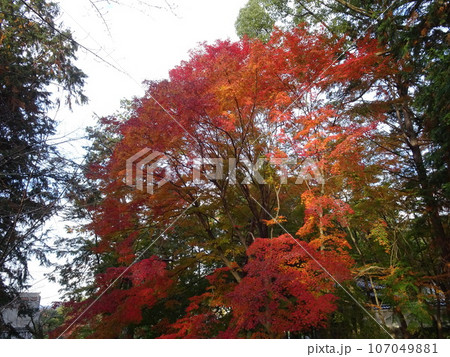 京都の紅葉をめぐる　永観堂編 107049881