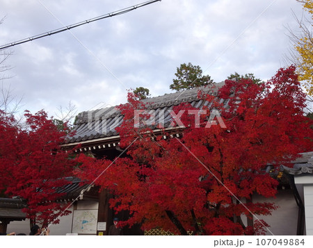 京都の紅葉をめぐる 永観堂編 京都の紅葉をめぐる 永観堂編 107049884