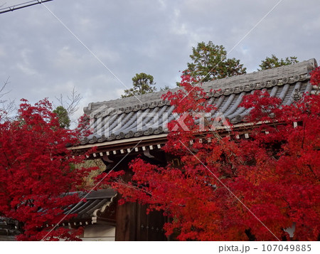 京都の紅葉をめぐる　永観堂編 107049885
