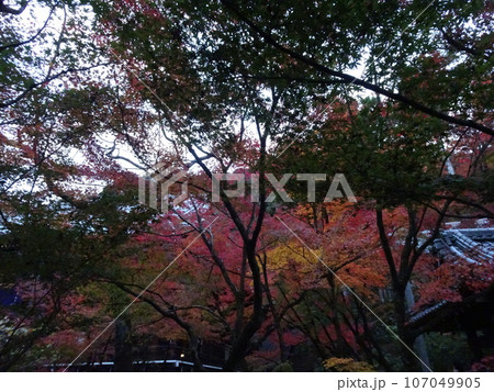 京都の紅葉をめぐる　永観堂編 107049905