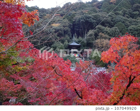 京都の紅葉をめぐる　永観堂編 107049920
