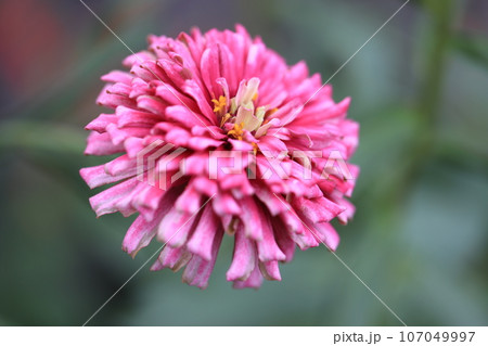 ジニア　0013 107049997