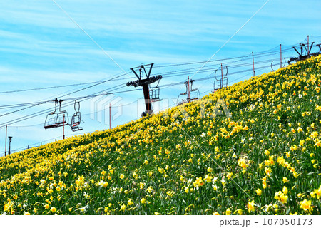 びわ湖バレイ 蓬莱山山頂に群生する見事なスイセン 107050173