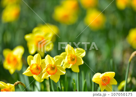 びわ湖バレイ 蓬莱山山頂に群生する見事なスイセン 107050175