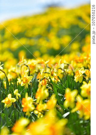 びわ湖バレイ 蓬莱山山頂に群生する見事なスイセン 107050216