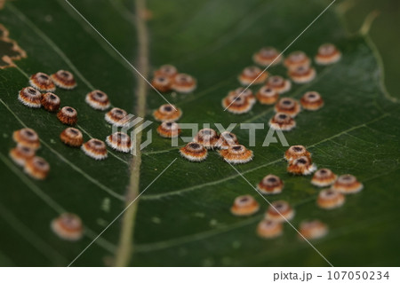 生き物 昆虫 クヌギハケツボタマフシ、クヌギハケツボタマバチが作った虫癭。幼虫の住み家です 生き物 昆虫 クヌギハケツボタマフシ、クヌギハケツボタマバチが作った虫癭。幼虫の住み家です 107050234