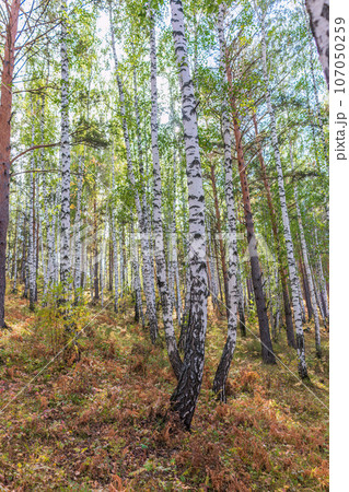 Beautiful sunny day in the forest. Summer or early autumn landscape with green birch trees. Beautiful sunny day in the forest. Summer or early autumn landscape with green birch trees. 107050259