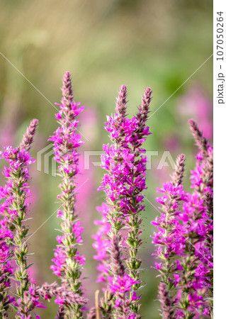 Summer Flowering Purple Loosestrife, Lythrum tomentosum on a green blured background. 107050264