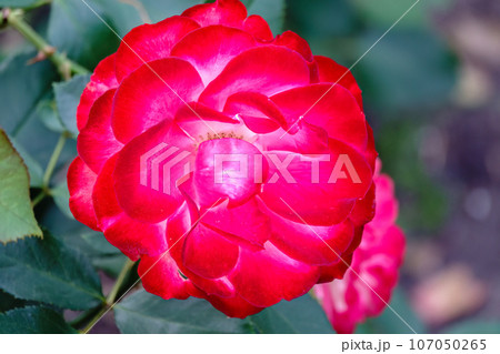 Close-up of a pink rose on green background 107050265