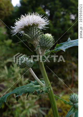 白いアザミの花 107050321