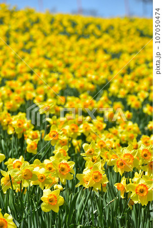 びわ湖バレイ 蓬莱山山頂に群生する見事なスイセン 107050474