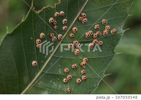 生き物　昆虫　クヌギハケツボタマフシ、沢山タマフシがあるクヌギの葉。こんな葉が一本につき数枚ほど 107050548