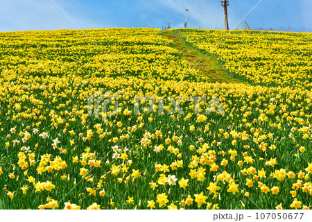 びわ湖バレイ 蓬莱山山頂に群生する見事なスイセン 107050677