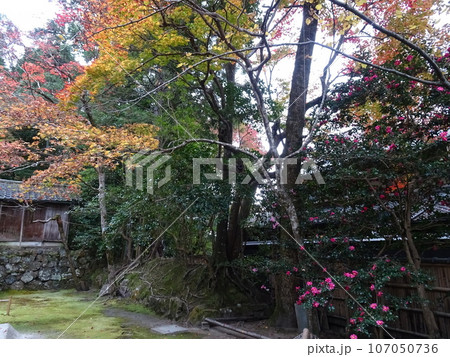 京都の紅葉をめぐる　法然院編 107050736