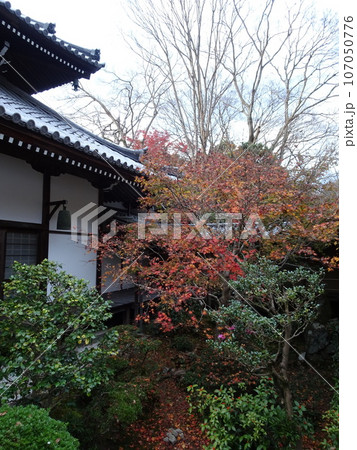 京都の紅葉をめぐる 法然院編 京都の紅葉をめぐる 法然院編 107050776