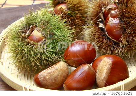 大粒イガ栗 秋の味覚 大粒イガ栗 秋の味覚 107051025