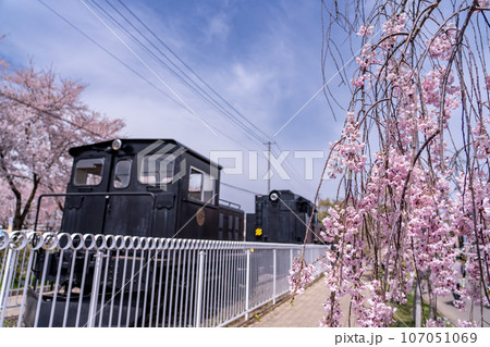 福島県喜多方市　春の日中線しだれ桜並木に展示されているSL列車 107051069