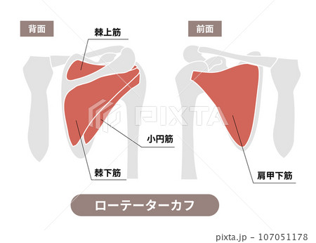 ローテーターカフの筋肉と肩甲骨の図説と英語名称 ローテーターカフの筋肉と肩甲骨の図説と英語名称 107051178
