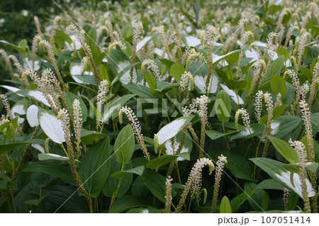 川口自然公園のハンゲショウ(カタシログサ) 川口自然公園のハンゲショウ(カタシログサ) 107051414