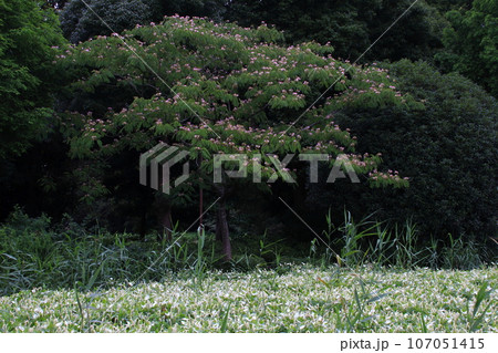 川口自然公園のハンゲショウ（カタシログサ） 107051415